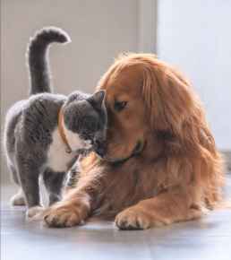 Picture for category While You are Out Essentials